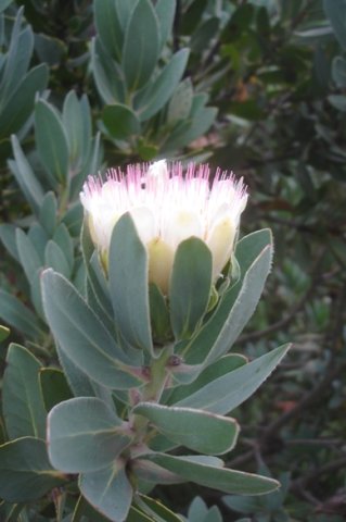 Protea subvestita leaves